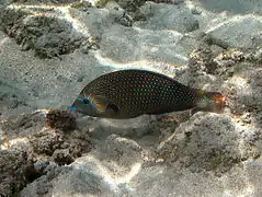 Anampses caeruleopunctatus (femelle)