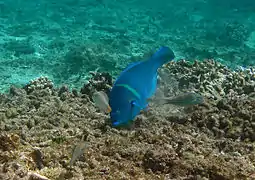 Anampses caeruleopunctatus mâle