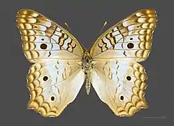 Femelle, face dorsale MHNT