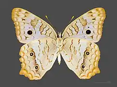 Femelle, revers MHNT