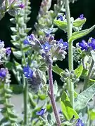 Anchusa officinalis de la famille des Boraginaceae.