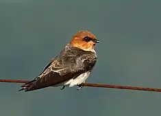 Hirondelle fardée (Stelgidopteryx fucata) ou Alopochelidon fucata.