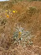 Andryala glandulosa ssp varia, à Madère.