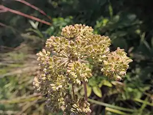 Fruits en formation.