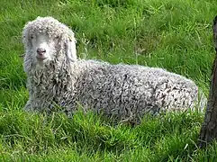Chèvre angora dans un pré.