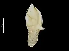 Anguloscalpellum quadrihamulum