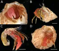 Anisopagurus asteriscus