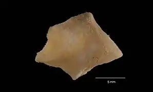 Anseropoda antarctica