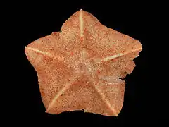 Étoile patte d'oie (Anseropoda placenta)