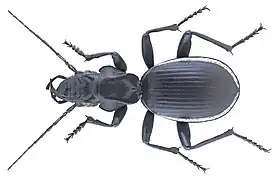 Anthia cinctipennis&nbsp;(en).