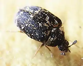 voir la légende ci-après