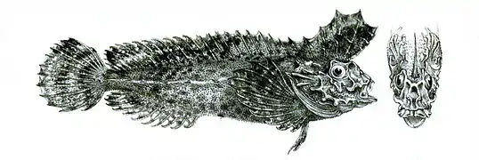 Aploactisoma milesii