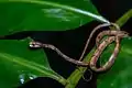 Aplopeltura boa