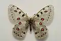 Parnassius apollonius