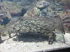 Huîtres d'ostréiculture