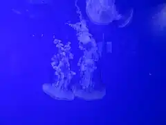 Chrysaora plocamia&nbsp;(en)