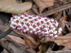Jardin botanique de Limbé (Cameroun).