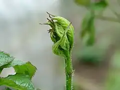 Udo, nom japonais,jeune pousse