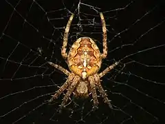 L'épeire diadème (Araneus diadematus), une Araneomorphae.