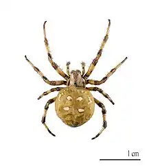 Araneus quatratus, abdomen « soufflé ».