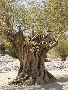 L'olivier est aussi une trogne par excellence.