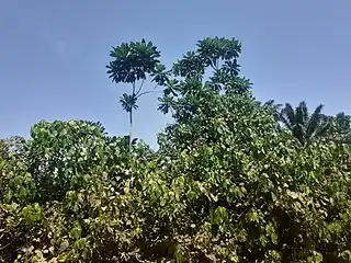 Arbre dénommé Umurungambare dans la Réserve naturelle forestière de Kigwena&nbsp;(sv). Juin 2022.