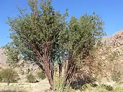 Acacia montis-usti