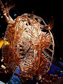 Vue de dessous d'un squelette suspendu.