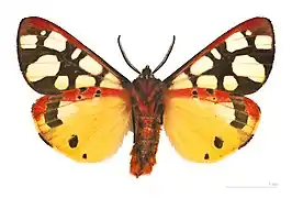 Face ventrale – coll. MHNT.