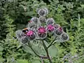 Bardane cotonneuse où l'on peut voir quelques mouches de la Bardane en compagnie d'un Bourdon.