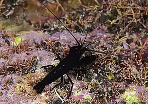 Une crevette Arete dorsalis