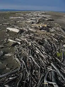 Bois flotté sur Arey Island