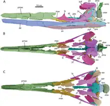 Crâne reconstruit à l'aide de tomodensitogrammes.