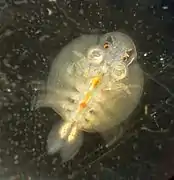 Argulus coregoni, un ichthyostracé (Ichthyostraca)