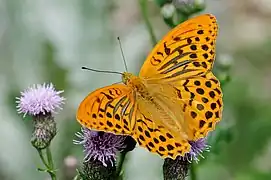 Photographie en couleurs d'un insecte posé sur la corolle d'une fleur.