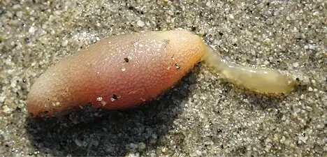 Arhynchite hayaoi, un échiurien de la famille des Thalassematidae