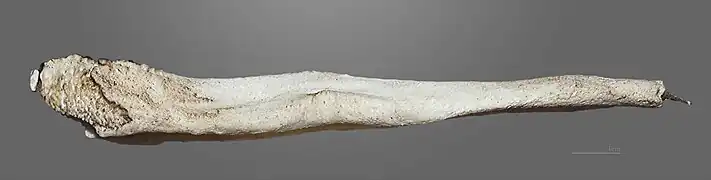 Terre-neuve  (collection MHNT)