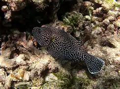 Un poisson-ballon moucheté ou tétrodon pintade (Arothron meleagris)