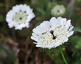 Ombelle de trois quarts, avec la touffe de poils noirs au milieu bien visible.