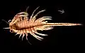 Artemia monica (Anostraca)