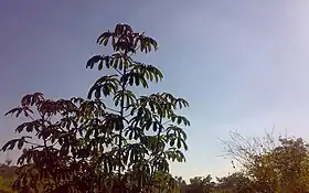 Monte Carlo (Santa Catarina)