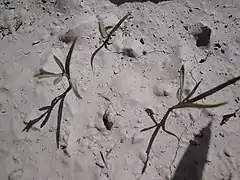Photo en couleurs de trois petites plantules poussant sur sol clair et sec.