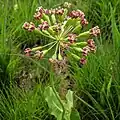 Longs pédicelles portés par un pédoncule unique chez une Apocynaceae des États-Unis, Asclepias amplexicaulis&nbsp;(en).