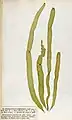 Asperococcus ensiformis, planche de l'herbier des frères Crouan (Pierre-Louis et Hippolyte-Marie).