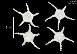 Aspidophiura cherbonnieri (MNHN).