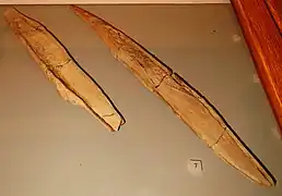 Restes d'Asteracanthus ornatissimus.