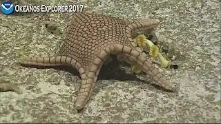 Une étoile du genre Astroceramus observée en 2017.