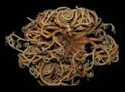 Astrodendrum juancarlosi