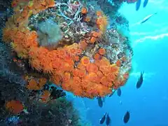 Astroides calycularis