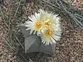 Astrophytum myriostigma